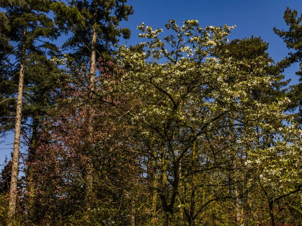 Спецчлі Парк Сади Вустер Уорстершир Мідлендс Англія Великобританія — стокове фото