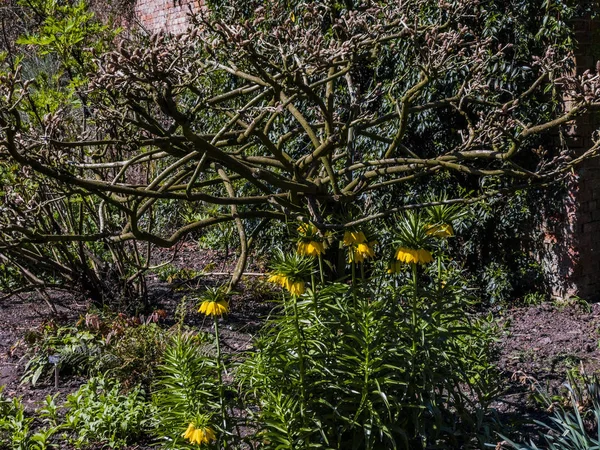 Spetchley Park Gärten Worcester Worcestershire Midlands England — Stockfoto