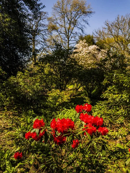 Spetchley Park Gardens Worcester Worcestershire Midlands Anglia Wielka Brytania — Zdjęcie stockowe