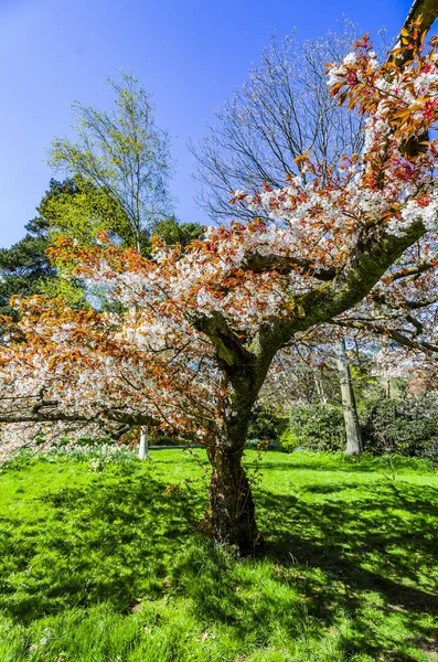 Primavera Flores Árvores Pomar Sol — Fotografia de Stock