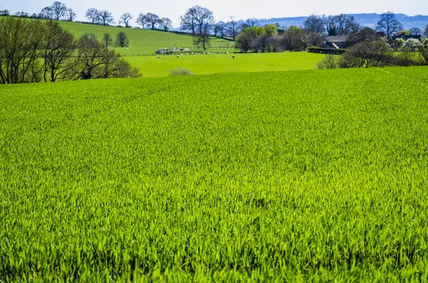 コッツウォルド風景グロスターシャーイングランド英国 — ストック写真