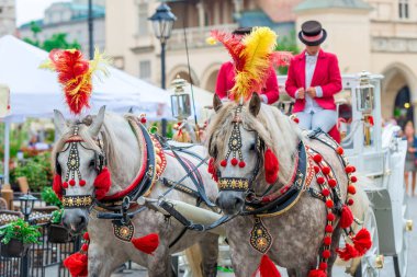 Krakow, Polonya'nın Ana Meydanı turistlere atlı arabaları