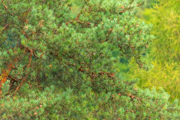 Natura Sosna Wiecznie Zielone Gałęzie Bliska Szyszki — Zdjęcie stockowe