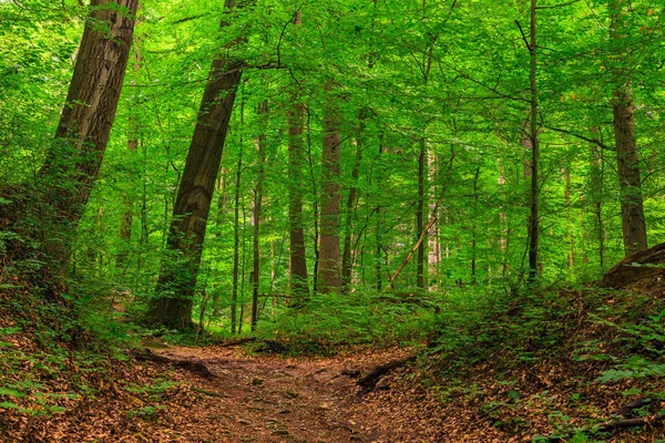 Pad Een Groene Dikke Bladverliezend Boslandschap Een Zomerdag — Stockfoto