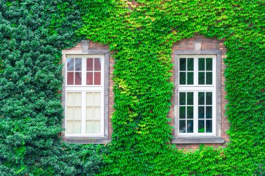 çalılıkları ve üzüm, iki windows yakın çekim ile kaplı bina, duvar