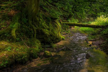 bir nehir yeşil bir parkta görünümünü bir yaz gününde