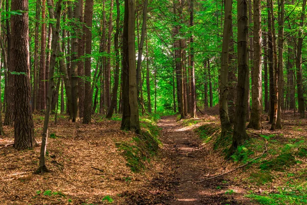 Sentier Pour Les Promenades Dans Forêt Tournage Jour Été — Photo