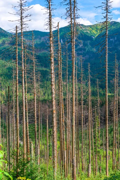 Függőleges Fotó Száraz Pines Háttérben Hegyekben Egy Napsütéses Napon — Stock Fotó