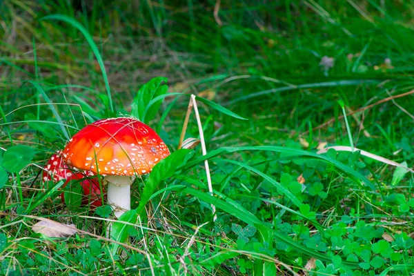 Amanita Venenosa Champiñones Con Gorra Roja Hierba Verde Bosque Cerca —  Fotos de Stock