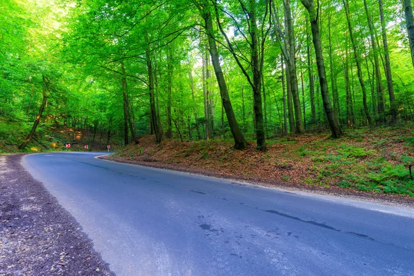 Strada Asfaltata Nella Foresta Una Giornata Estiva — Foto Stock