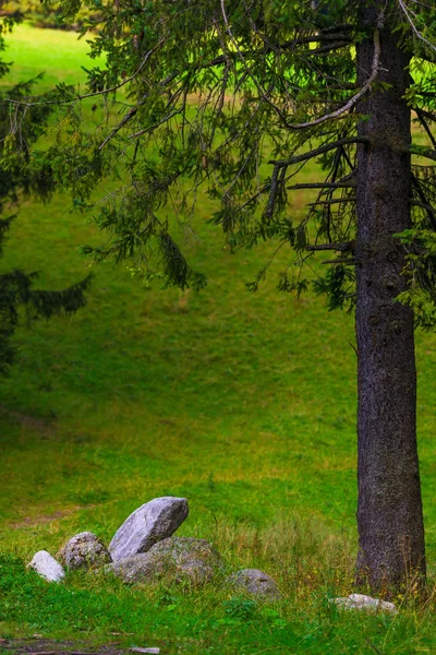 Kofferbak Van Spar Stenen Een Gazon Verticale Landschap — Stockfoto