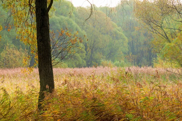 Herbe Haute Bordure Forêt Automne Par Une Journée Nuageuse — Photo