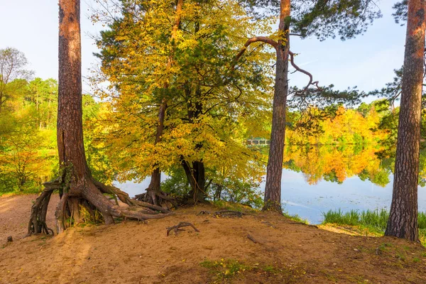 公園の秋の風景 美しい湖のほとりの木 — ストック写真