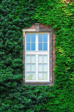 bir asma closeup bir çalılık penceresinde dikey fotoğraf