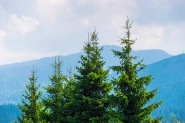 orman uzun köknar ağaçları üst odak sevdanın dağlar kaplı