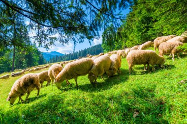 güzel manzara dağın yamacında ve koyun sürüsü güneşli bir günde bir çayır üzerinde