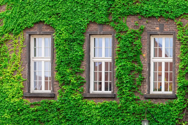 Tre Finestre Edificio Mattoni Circondato Una Vite Verde — Foto Stock