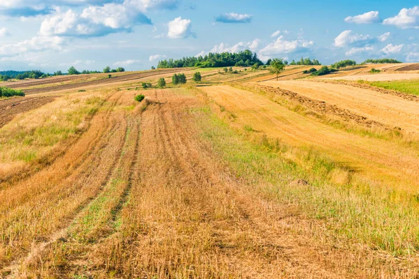 Žlutá Prázdné Pole Konci Léta Sklizni Šířku — Stock fotografie