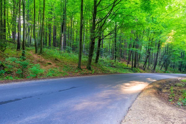 Estrada Floresta Dia Verão — Fotografia de Stock