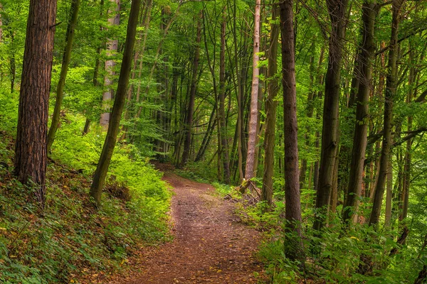 Caminho Uma Floresta Decídua Dia Verão — Fotografia de Stock