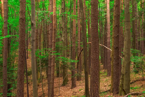 Baumstämme Wald Schießen Einem Sommertag — Stockfoto