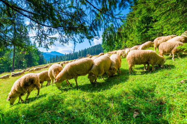 beautiful landscape mountainside slope and flock of sheep on a meadow on a sunny day