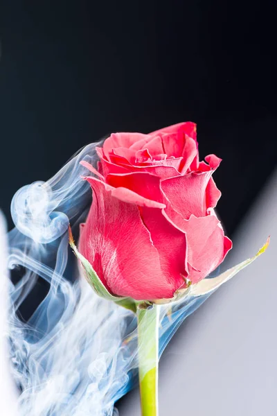 Red Beautiful Frozen Liquid Nitrogen Rose Black Background Close — Stock Photo, Image
