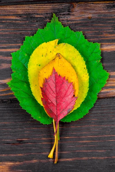 Пирамида Цветных Осенних Листьев Вид Сверху Деревянный Пол — стоковое фото