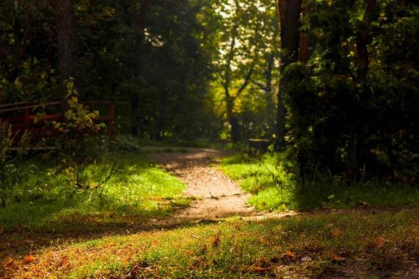 Paisagem Sombria Escura Caminho Florestal Floresta Outono — Fotografia de Stock