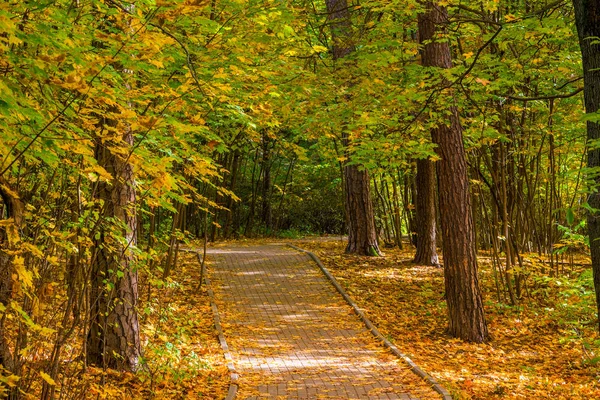 秋の都市公園 景観で観光客のための歩道 — ストック写真