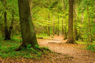 Güzel bir otantik manzara sonbahar ormandaki bir yol