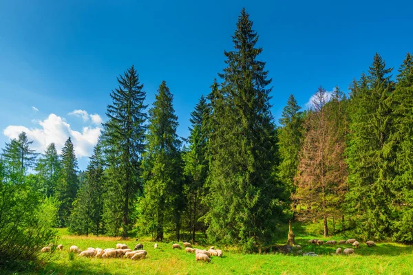 Paisaje Zakopane Rebaño Ovejas Prado Verde Ladera Las Montañas — Foto de Stock