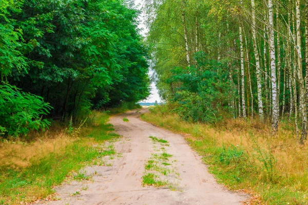 Road Countryside Summer Forest — Stock Photo, Image