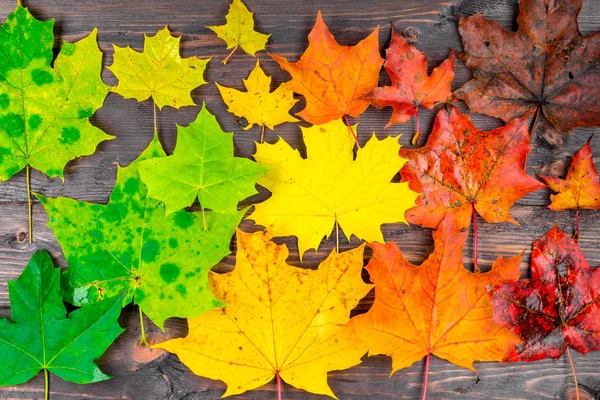 Деревянный Стол Красивыми Осенними Кленовыми Листьями Разных Цветов Сверху — стоковое фото