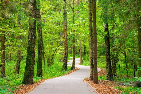 Slingrande Bana Asfalt Stadsparken Höstlandskap — Stockfoto