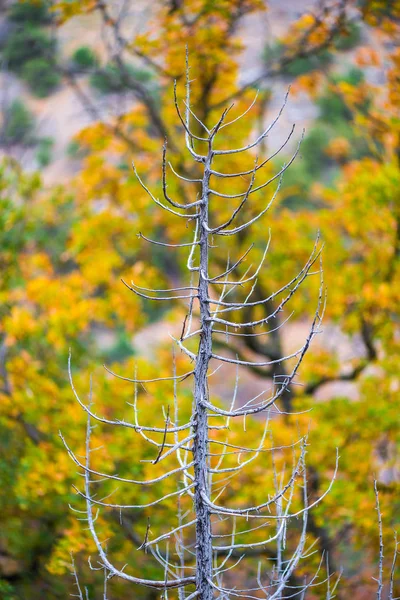 Kale Boom Buurt Van Het Bos Groeien Een Herfstdag — Stockfoto