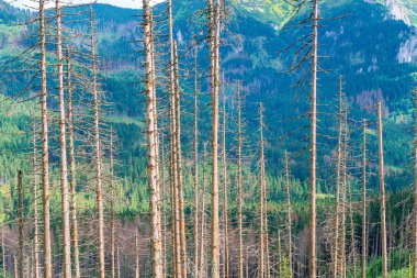 yatay fotoğraf - dağlar güneşli bir arka plan üzerinde kuru çam gövdeleri