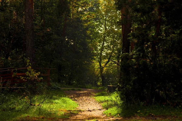 Floresta Escura Com Caminho Uma Paisagem Outono Sombria — Fotografia de Stock