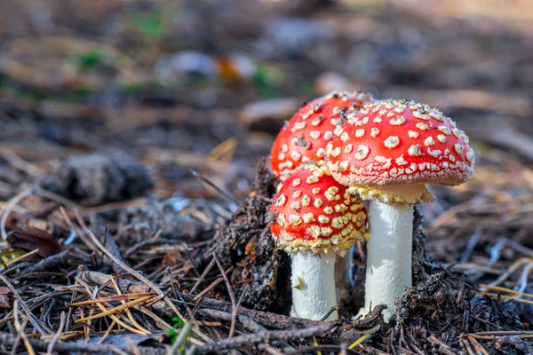 Tres Agáricos Mosca Cañón Forestal Cerca —  Fotos de Stock