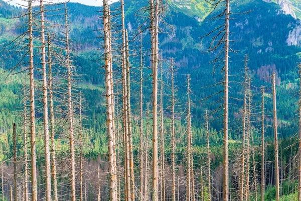 yatay fotoğraf - dağlar güneşli bir arka plan üzerinde kuru çam gövdeleri