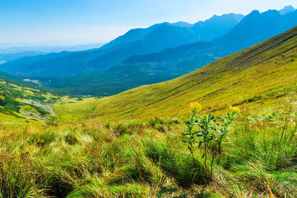 波兰扎科帕内高 Tatra 山斜坡上的绿草 — 图库照片