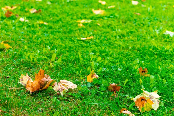 秋の風景 飛行の黄色のカエデの緑の芝生の葉します — ストック写真