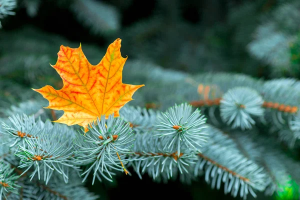 Yellow Maple Leaf Branches Blue Spruce Close — Stock Photo, Image