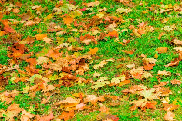 秋もみじの落ち葉で覆われた緑の芝生 — ストック写真