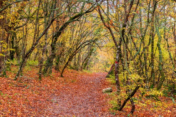 Otoño Parque Vacío Con Pasarela Cubierta Con Hojas Caídas —  Fotos de Stock