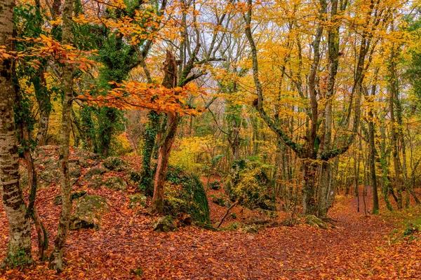 Herfst Mountain Park Een Weg Die Leidt Naar Helling — Stockfoto