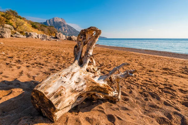 Alter Baumstamm Sandstrand Des Schwarzen Meeres Einem Sonnigen Tag — Stockfoto