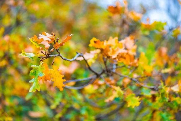 Ветвь Дуба Желтыми Осенними Листьями — стоковое фото