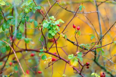 Bir dal ve vahşi rose hips Close-up
