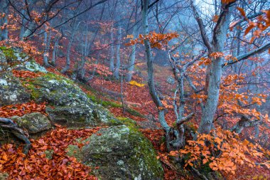 Dağlar, sis sırasında Ekim ayında sonbahar dağ manzarası